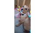Adopt Crown peach a Rottweiler dog in Mauston, WI (37797655)