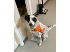 Adopt Fifi3 a White - with Black Blue Heeler dog in Highlands Ranch