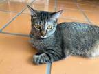 Adopt Ariadne a Domestic Short Hair, Tabby