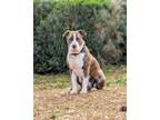 Adopt Queen a American Staffordshire Terrier