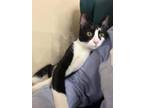 Adopt Salah a Egyptian Mau, Domestic Short Hair