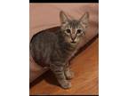 Adopt Louise a Domestic Short Hair, Tabby