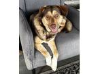 Adopt Luna a Australian Shepherd