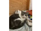 Adopt Sage a American Shorthair, Domestic Short Hair