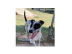 Adopt Sierra Aka Sienna a English Setter, Catahoula Leopard Dog