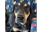 Adopt Candy a Black and Tan Coonhound, Hound