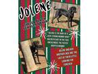Adopt Jolene a Hound, Pit Bull Terrier