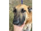 Adopt Sarah a German Shepherd Dog