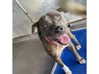 Adopt Bon Bon a Pit Bull Terrier