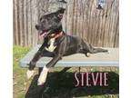 Adopt Stevie Cuddles a Border Collie, Labrador Retriever