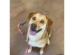 Adopt Daisy aka Pepa a Collie, Mixed Breed