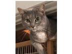 Adopt Misty a Domestic Short Hair