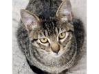 Adopt Binx a Domestic Short Hair