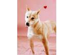 Adopt Loretta Lynn a Shiba Inu, Mixed Breed