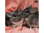 Adopt Tom and Jerry a Chinchilla