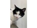 Adopt Cookie a Domestic Short Hair