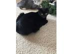 Adopt Midnight a Domestic Short Hair