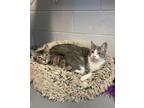 Adopt Meadow and Tracee a Abyssinian, Domestic Short Hair