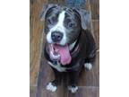 Adopt Aabie Supper sweet and playful silly pup girl!! (NH1072625) a Pit Bull