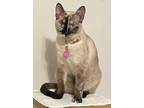 Adopt Angel a Tonkinese, Siamese