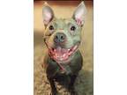 Adopt BABY SEAL a Pit Bull Terrier