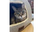 Adopt Mila a Tabby, Domestic Short Hair