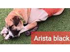 Adopt Arista Black a German Shepherd Dog