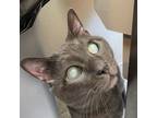 Adopt Chichi a Domestic Short Hair