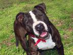 Adopt Ollie 6743 a American Staffordshire Terrier