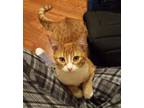 Adopt Tuffnut (& Family) a Domestic Short Hair