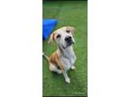 Adopt Chip a Black Mouth Cur, Labrador Retriever