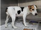 Adopt MANNY a Parson Russell Terrier