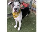 Adopt REGIS a Pit Bull Terrier, American Staffordshire Terrier