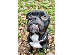 Adopt Inky- a Boxer