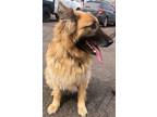 Adopt Ace a German Shepherd Dog