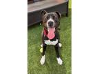 Adopt Levi a Black Labrador Retriever, Pit Bull Terrier