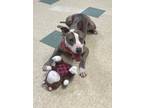 Adopt Marbles a Pit Bull Terrier