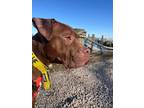 Adopt Willy Wonka a Pit Bull Terrier