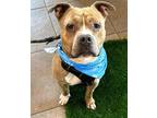 Adopt BYRON a American Staffordshire Terrier, Mixed Breed