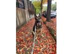 Adopt Bosco a German Shepherd Dog