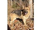 Adopt Jake a German Shepherd Dog