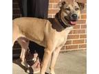 Adopt Allen a American Staffordshire Terrier, Shepherd