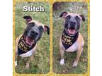 Adopt Stitch a Pit Bull Terrier, Belgian Shepherd / Malinois