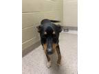 Adopt Bodhi a Australian Kelpie, Mixed Breed