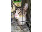 Adopt Baquette a Tabby