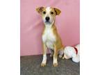 Adopt Rudolph a German Shepherd Dog, Mixed Breed