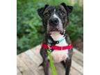 Adopt Slinky a American Staffordshire Terrier