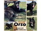 Adopt Orso a Border Collie