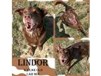 Adopt Lindor a Chocolate Labrador Retriever