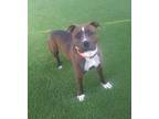 Adopt Taz a Pit Bull Terrier, Mixed Breed